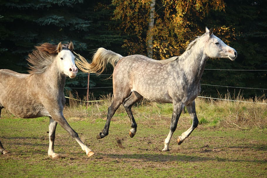 horse, mold, thoroughbred arabian, gallop, flock, mane, mare, pasture, mammal, animal