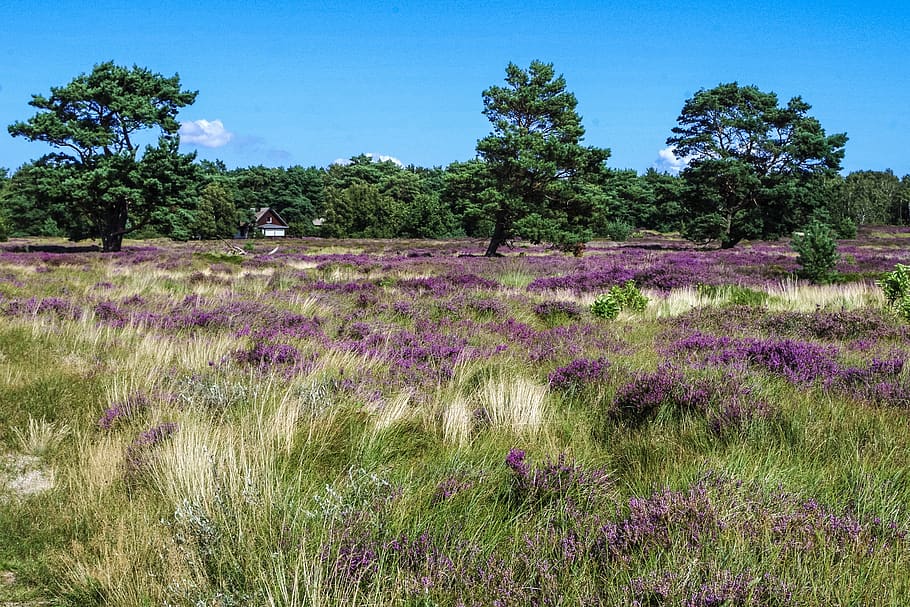 heide, landscape, tree, nature, heathland, nature reserve, heather, plant, growth, beauty in nature