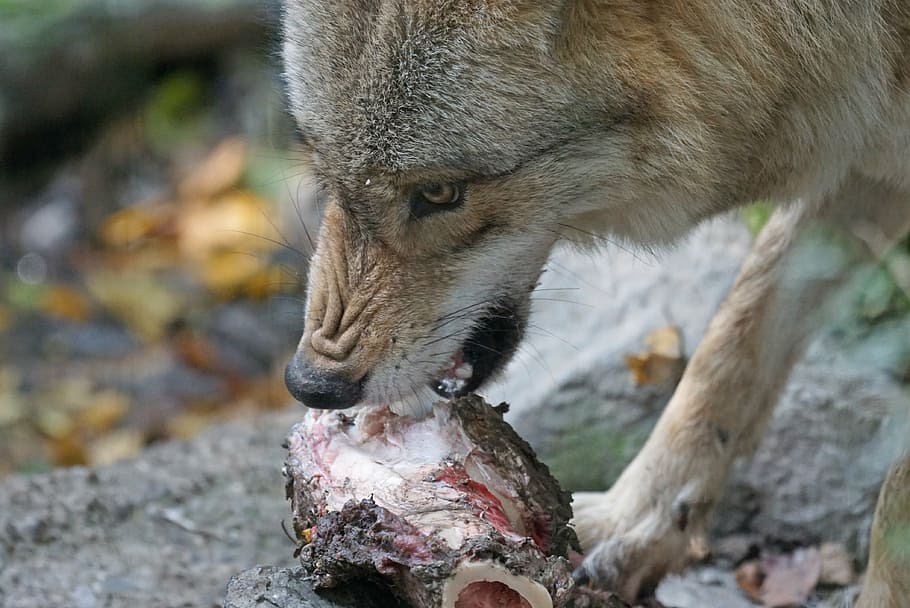 lobo, comer, carne animal, lobo mongol, amenazante, alimentos, depredadores depredadores depredadores, carnívoro, vida silvestre, animales