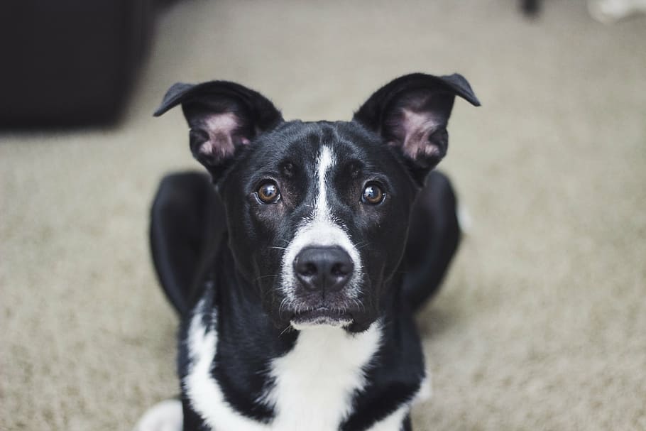 raso, fotografia com foco, branco, preto, americano pit bull terrier, deitado, chão, cachorro, animal, animal de estimação