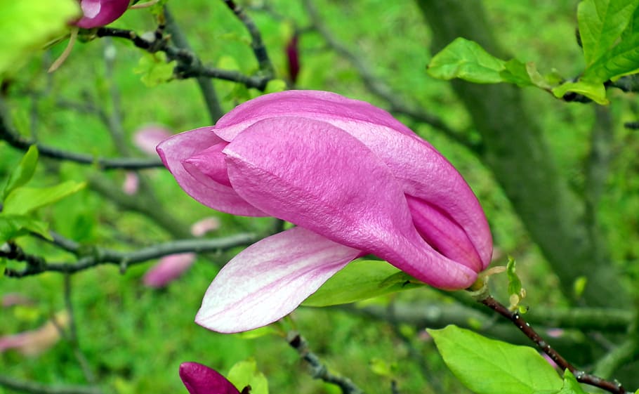 magnolia, flowers, spring, pink, dashing, tree, nature, petal, garden, blossoming