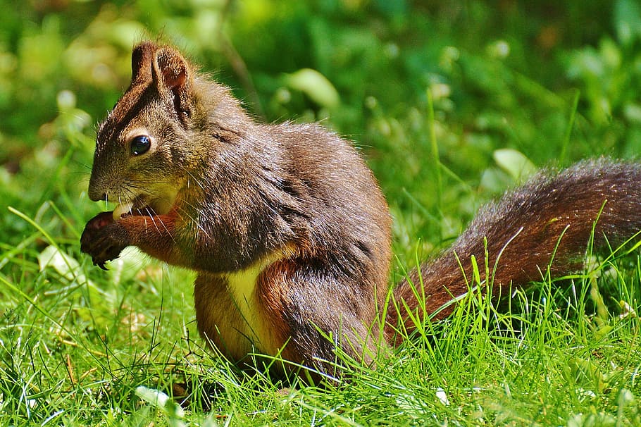squirrel, nager, cute, nature, rodent, climb, garden, eat, brown, nut