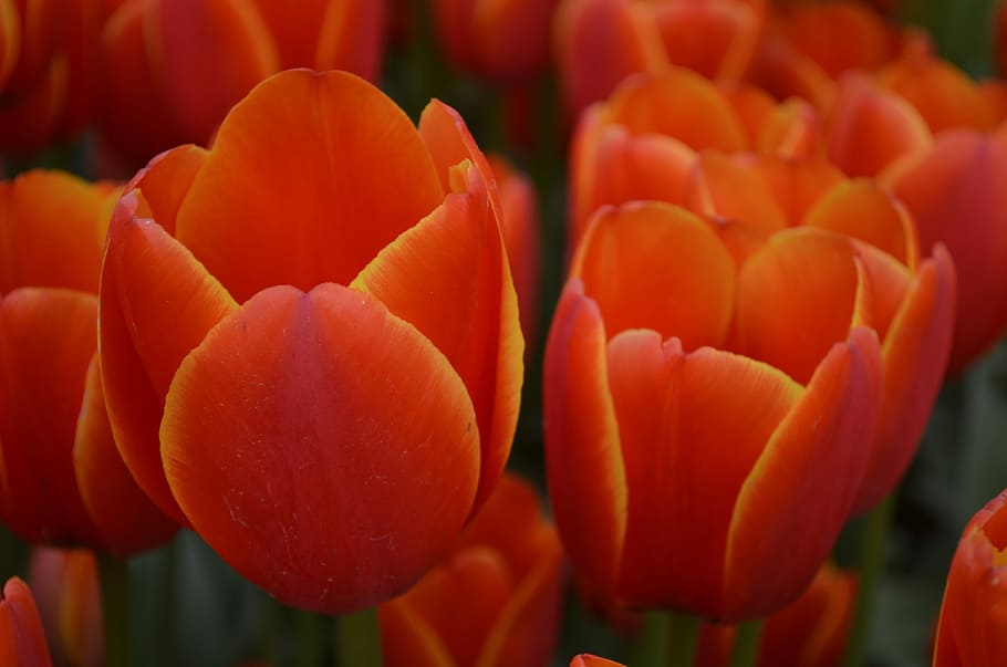 tulip, bunga, jeruk, festival, tanaman, tanaman berbunga, kesegaran, close-up, keindahan di alam, pertumbuhan