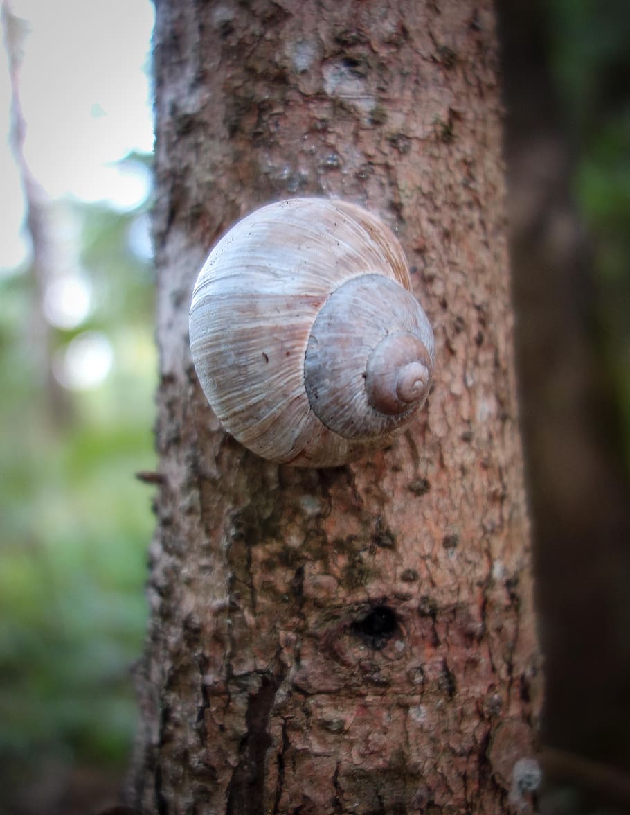 Улиточное дерево. Улитка на дереве. Tree Snail.