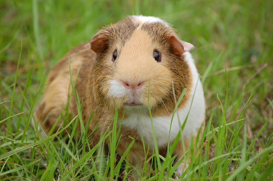 brown, white, guinea pig, cavy, pet, guinea, rodent, mammal, whiskers, animal