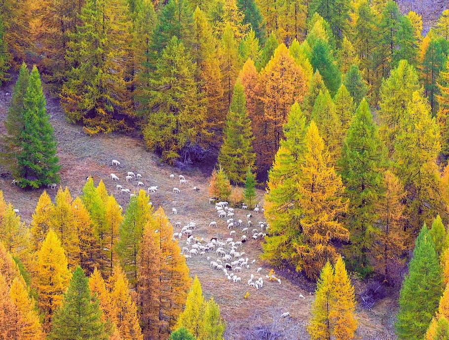 otoño, valle de argentera, piemonte, italia, montaña, montañas, pendiente, árbol, árboles, árboles coloridos