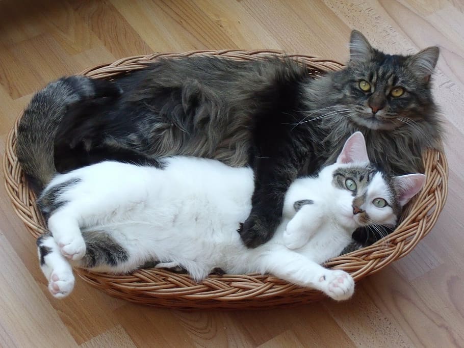 black, gray, maine coon cat, short-fur, white, lying, brown, wicker basket, cat, maine coon