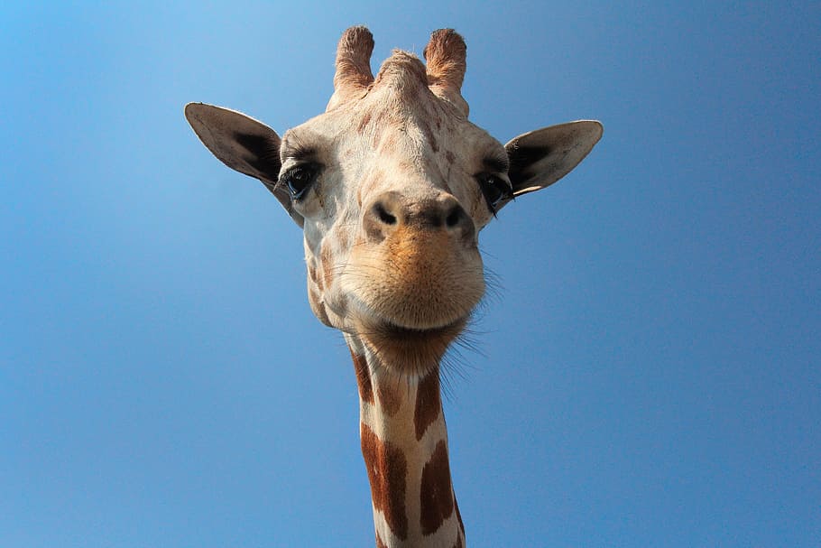 giraffe during daytime, giraffe, animal, woods, forest, zoo, snout, one animal, animal themes, sky