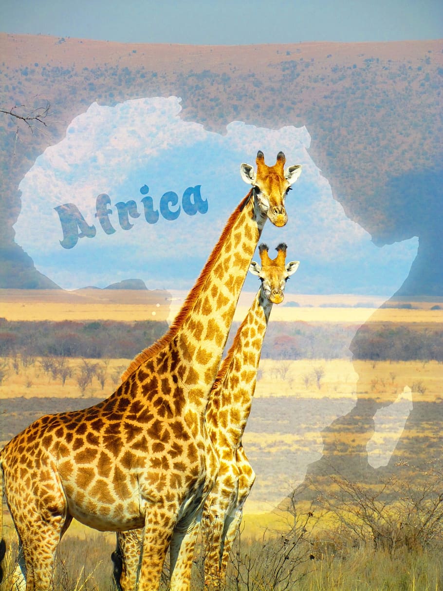 giraffes, south africa, safari, africa, nature, wildlife, animal, wild, xor, mixed
