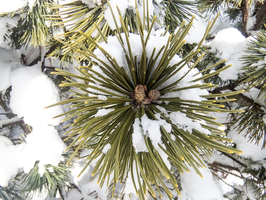 hojas de pino, nieve, invierno, navidad, planta, crecimiento, árbol, temperatura fría, belleza en la naturaleza, naturaleza