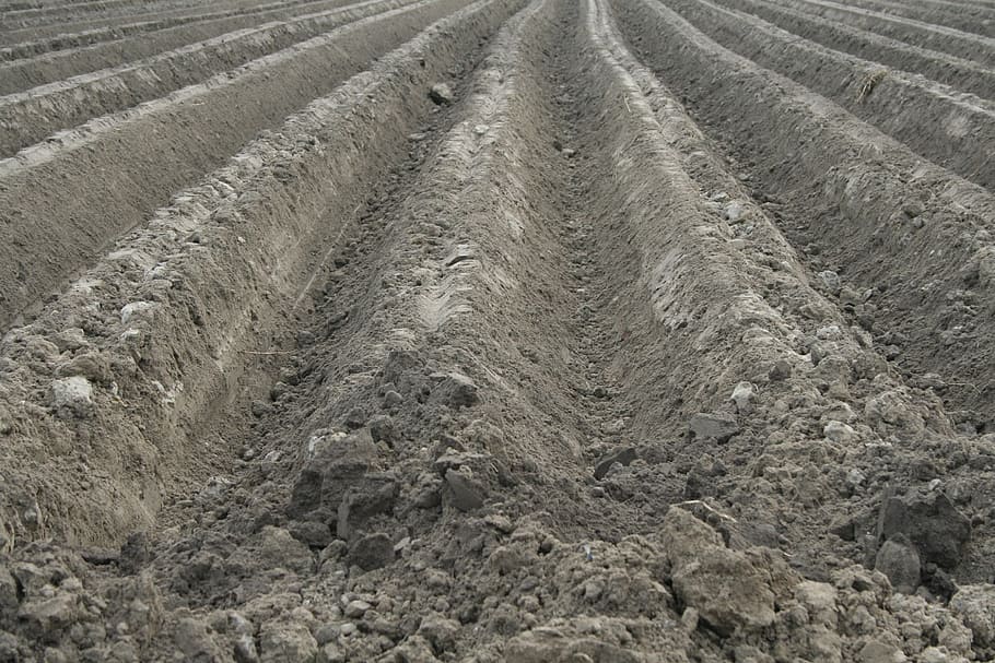 field, orka, soil, the cultivation of, agriculture, tillage, farmer, cereals, collect, corn