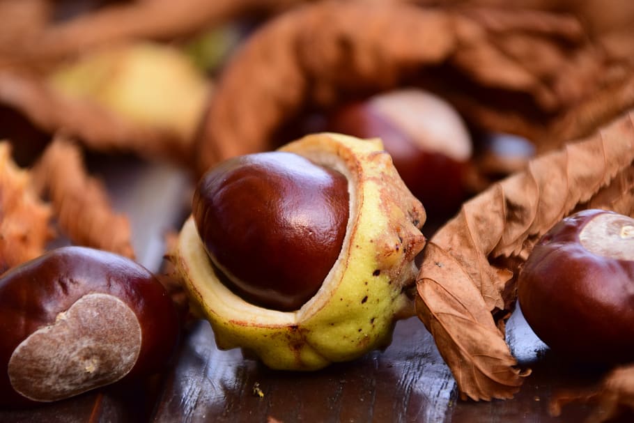 chestnut, close up, buckeye, autumn, leaves, nature, macro, autumn colours, dry, ordinary rosskastanie