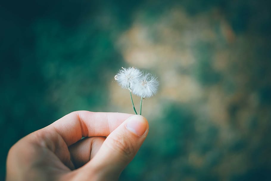 person, holding, two, dandelions, flower, nature, plant, outdoor, garden, blur