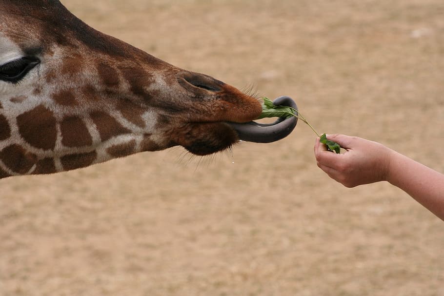 giraffe, tong, eating, animal, human hand, one animal, animal themes, hand, human body part, animal wildlife