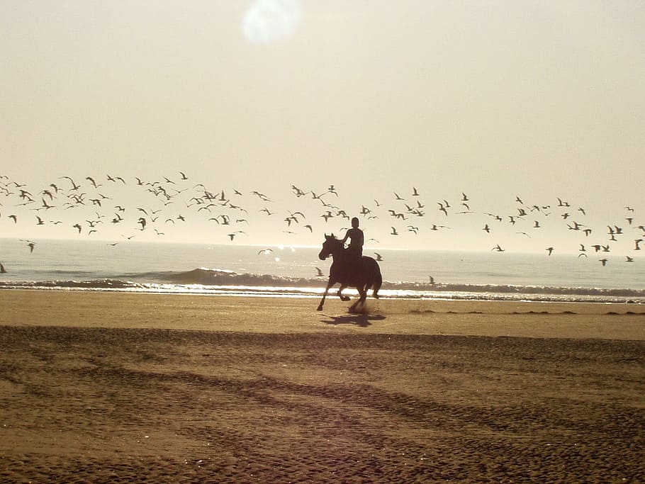 silueta, hombre, equitación, caballo, cuerpo, agua, orilla del mar, paseo, playa, Francia