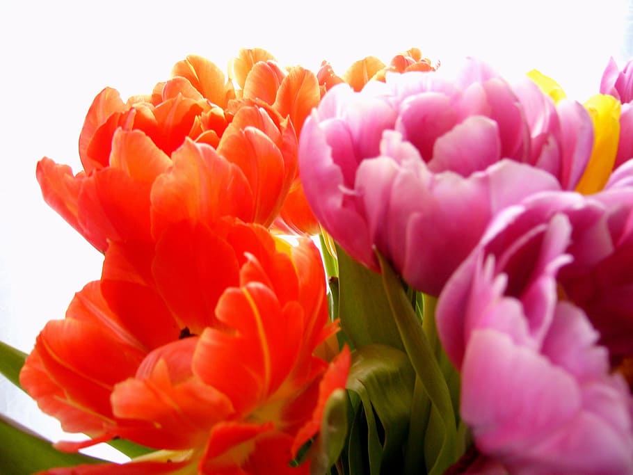 close-up photo, purple, orange, tulips, bloom, Flower, Tulip, Yellow, Pink, Flora