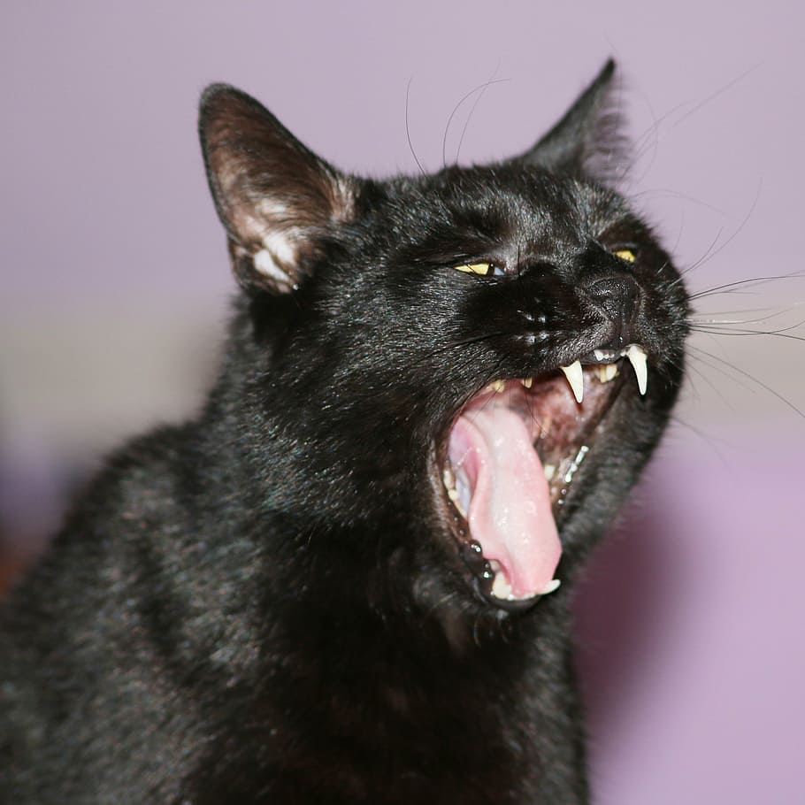 cat, animal, pet, black cat, cat face, mieze, animal world, yawn, roar, canines