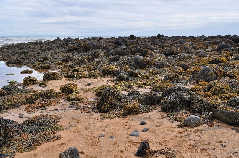Iceland, Beach, Water, Rock, Black Stone, erosion, seaweed, nature, outdoors, day