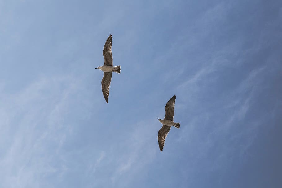 low, angle photo, seagulls, flying, sky, angle, two, white, birds, blue