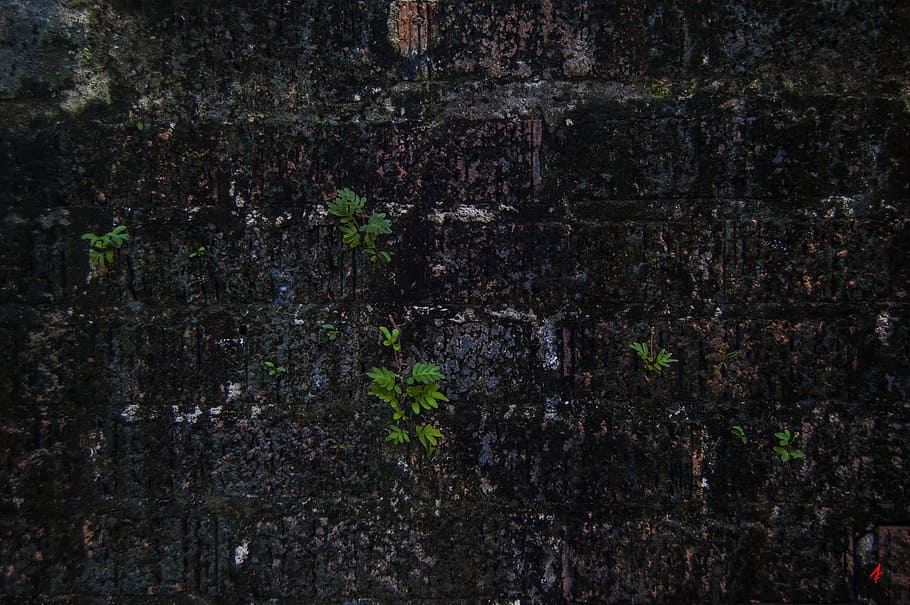brick wall, algae, wall, old, brick, texture, pattern, dirty, stone, architecture