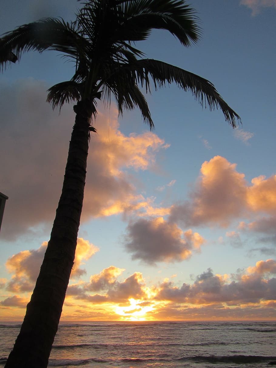 palm, palm tree, tree, trunk, hawaii, ocean, sunrise, sea, sunset, nature