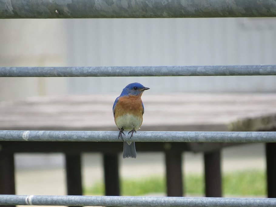 eastern bluebird, perched, railing, looking, portrait, close up, bluebird, bird, wildlife, blue