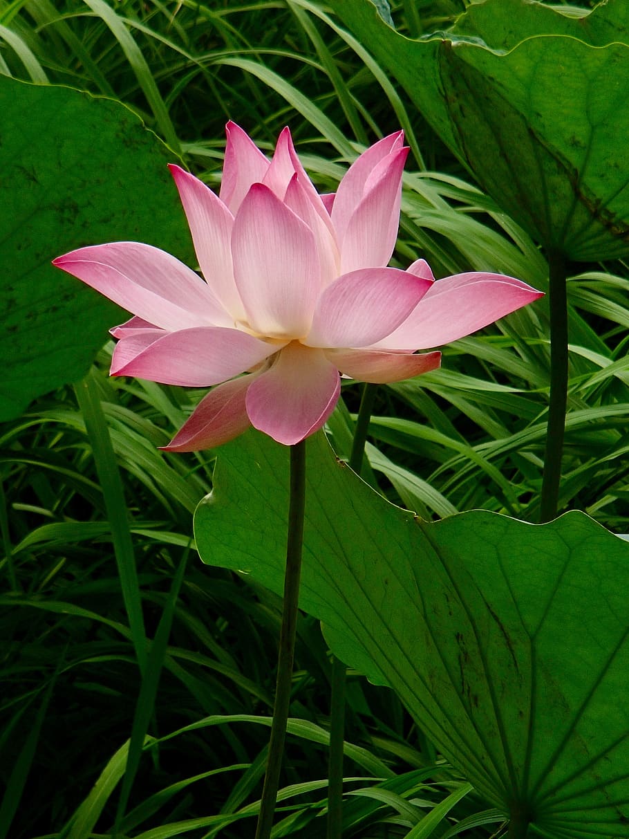 розовый, Вьетнам, лотос, цветок, цветущее растение, растение, лепесток, Красота в природе, свежесть, уязвимость