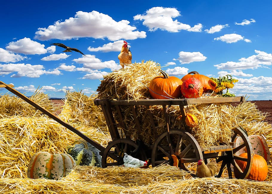 calabaza, heno, carro, acción de gracias, otoño, cosecha, septiembre, frontera de verano, paja, fardos de paja