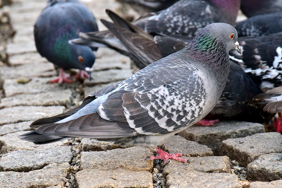 cobblestones, city, infestation of pigeons, flock of doves, search, foraging, city pigeon, grey, grey dove, stadtmitte