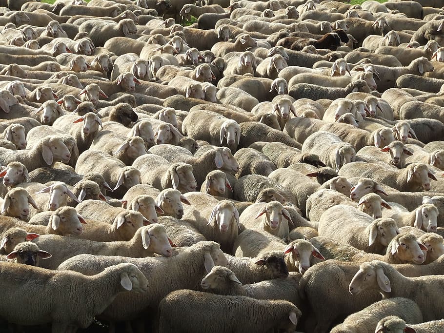 flock of sheep, schäfer, schäfchen, sheep's wool, animals, flock, sheep, large group of animals, abundance, group of animals