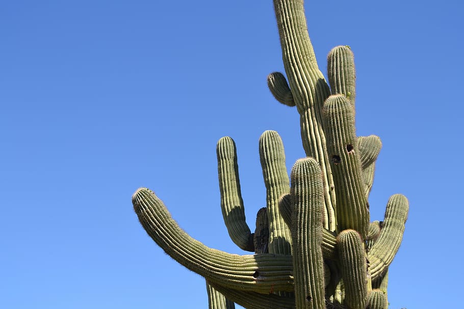 cactus verde, cactus, desierto, arizona, cielo, planta, natural, árido, espina, occidental