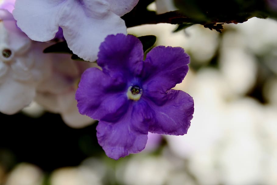 brunfelsia, tri-color, dark purple, lavender, white, shades, flowers, simple, humle, pretty