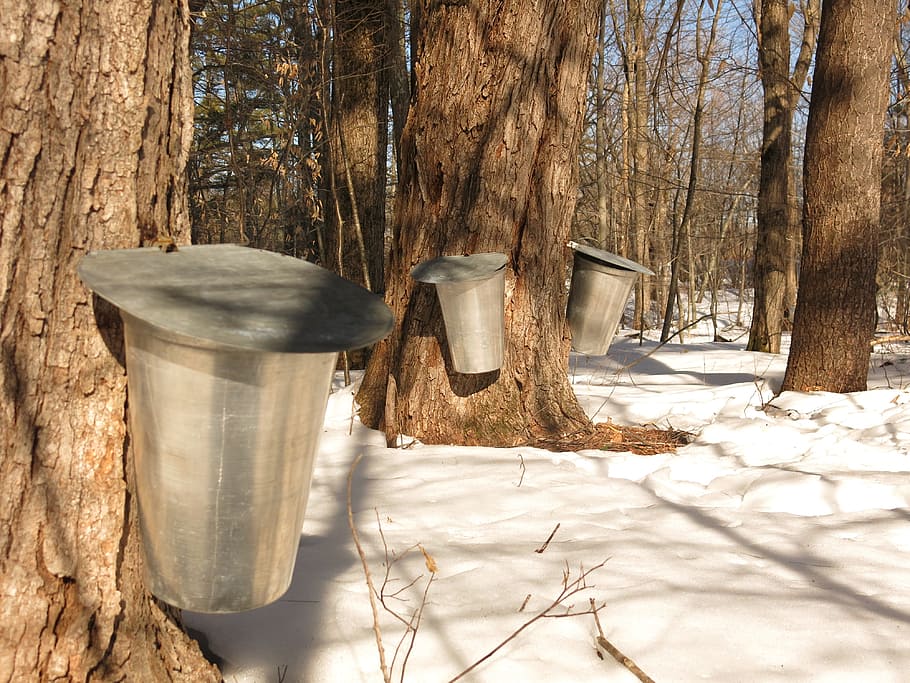 gray, trash bin, mounted, tree, maple, maple syrup, bucket, sweet, sap, winter