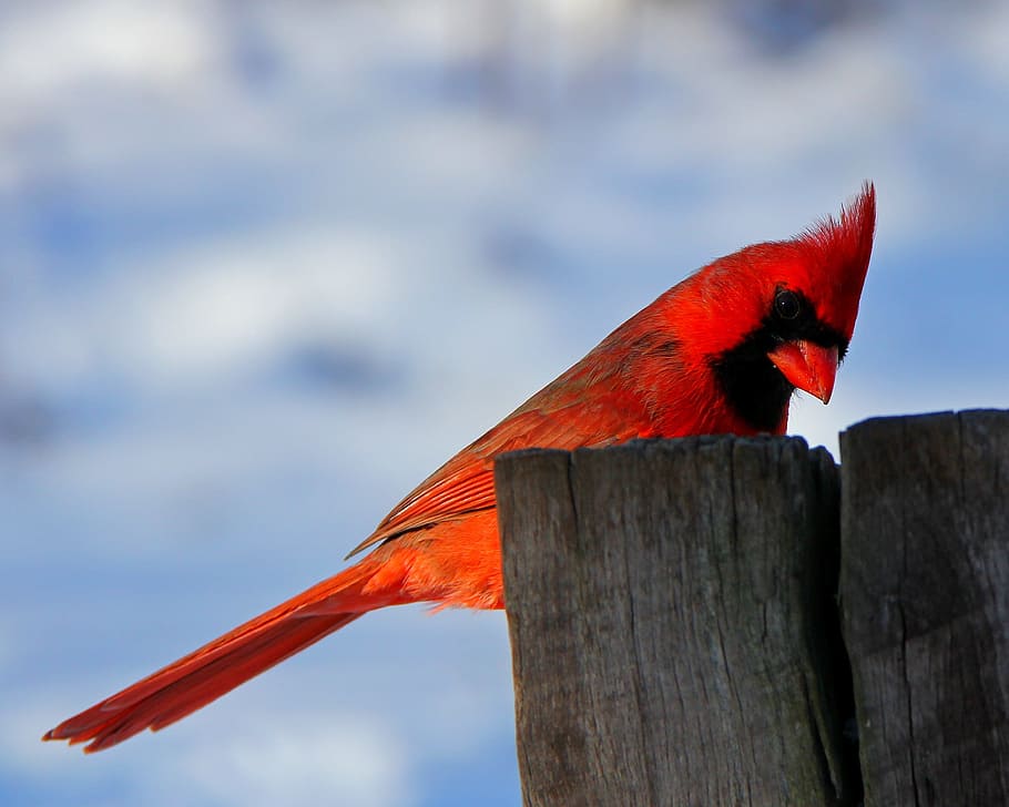 depth, field photography, cardinal, bird, brown, wooden, post, red cardinal, block, daytime