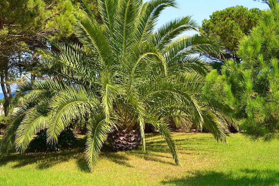 Palm, Canarian, Spain, palm canarian, green color, tree, nature, palm tree, day, plant