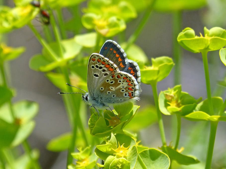 aricia cramera, brunette southern, moreneta southern, detail, butterfly, beauty, nature, rhopalocera, leaf, outdoors