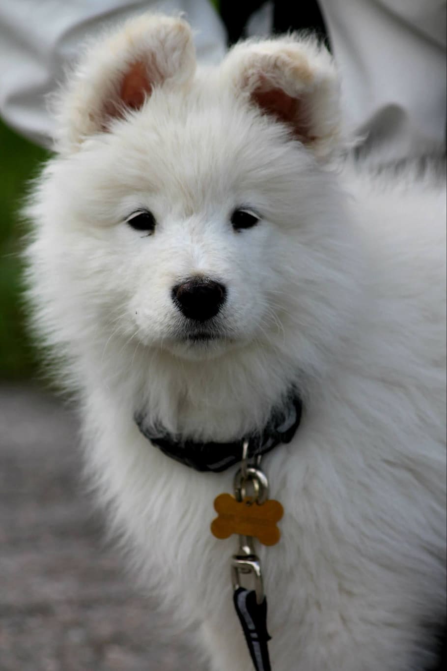 perro, cachorro, blanco, samoyedo, mascota, animal, lindo, adorable, raza pura, pedigrí