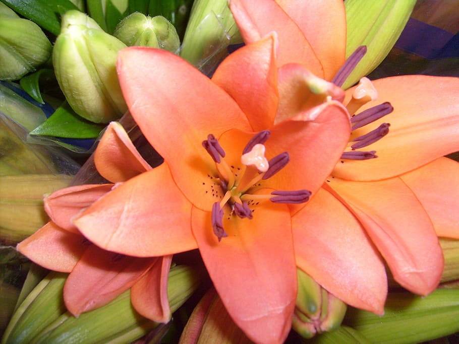 Lily, Lilies, Orange, Pink, Flowers, blossoms, blooms, blooming, greens, leaves