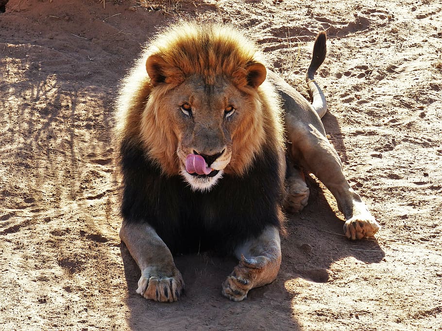 reclining, lion, ground, animal, cat, king of the beasts, wild animals, male, safari, namibia