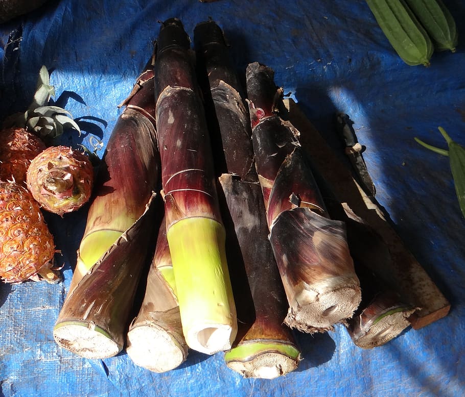 bamboo shoots, bamboo, vegetable, food, stall, goa, india, high angle view, animal, healthy eating