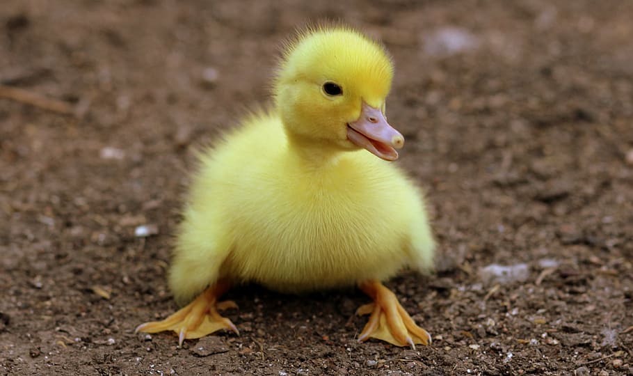 желтый цыпленок, утенок, птицы, желтый, пушистый, курица, маленький, милый, птица, животное