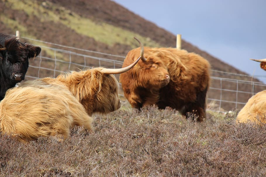 highland cattle, cows, croft, cattle, livestock, scottish, agriculture, beef, farm, mammal