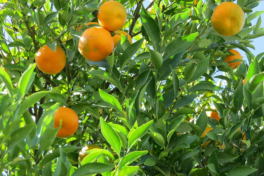 tangerine, citric, tree, nature, fruit, healthy eating, leaf, plant part, food and drink, growth