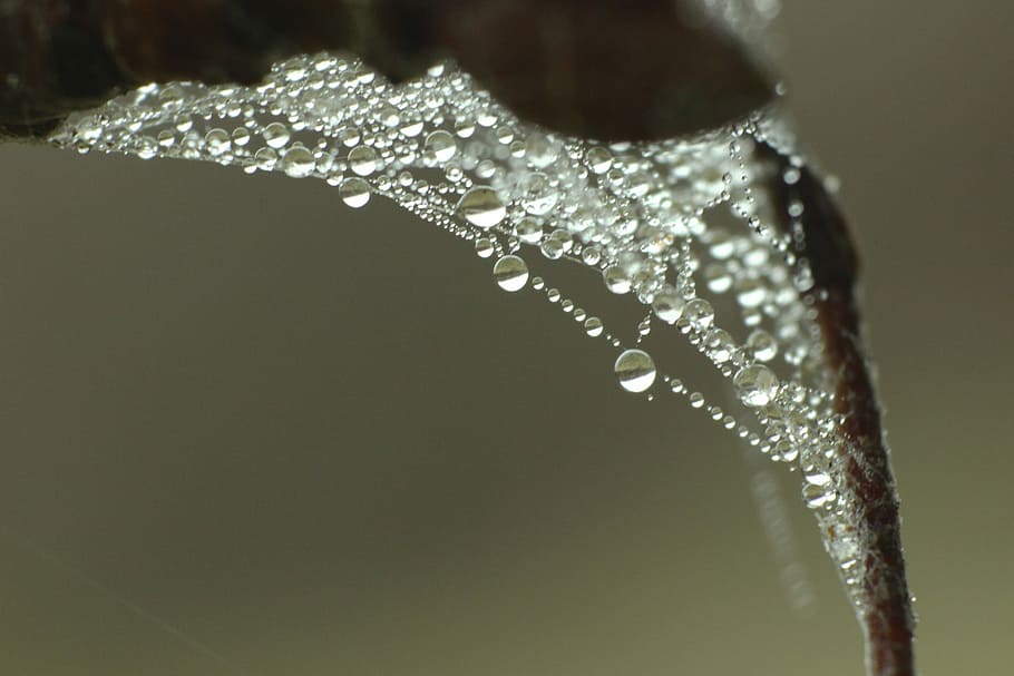 Cobweb, Dew, Drop Of Water, Macro, Close, nature, white, water, black, brown