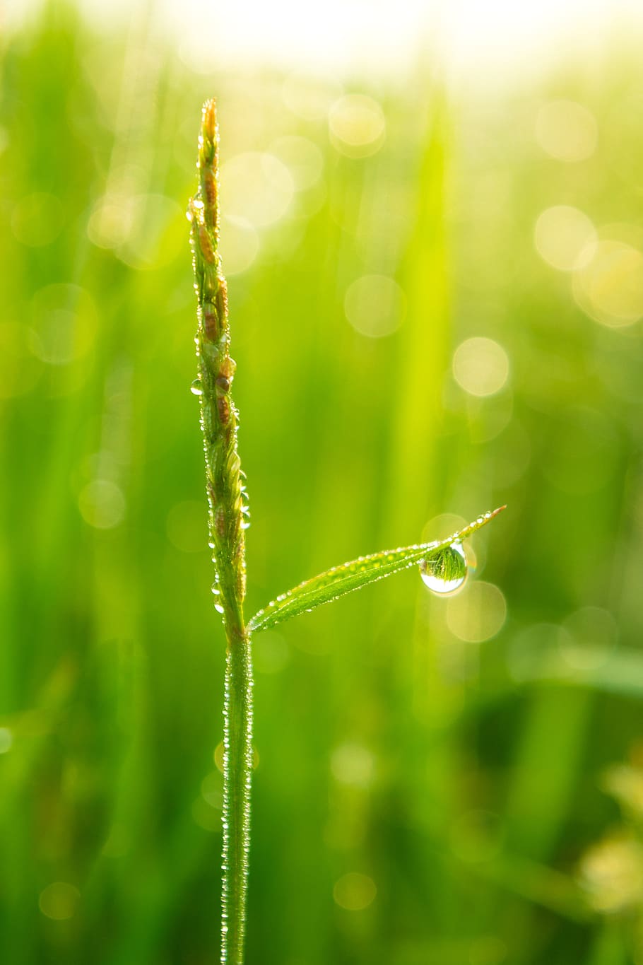 drop, hutan hujan, padang rumput, tanah, mikro, makro, close up, sinar matahari, vietnam, beras