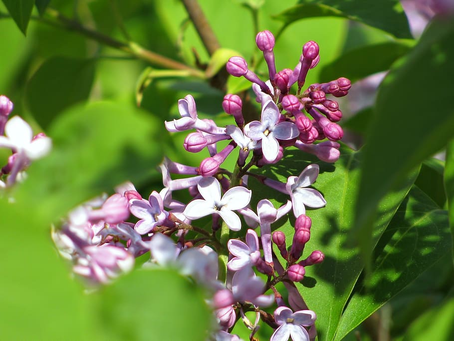 lilac, colors, blossom, blossoms, flower, flowers, flora, plant, pink, green