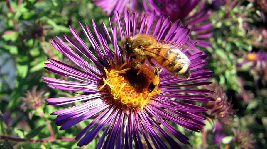 herbstaster, abeja, flor, bloom, insecto, polinización, jardín, planta, naturaleza, polen