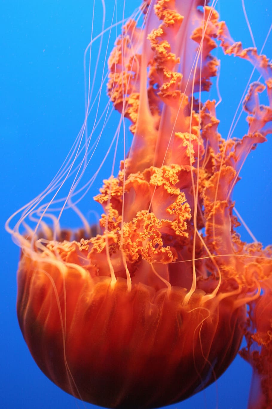 blue, orange, ocean, jelly fish, jellyfish, underwater, sea, tentacle, animal, swimming Animal