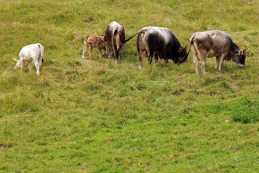 almkühe, cows, cow, alm, alpine meadow, graze, dairy cows, meadow, agriculture, hill
