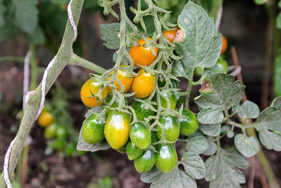 tomatoes, tomato plant, cultivation, self catering, nachtschattengewächs, garden, food, bush tomatoes, vegetable growing, immature
